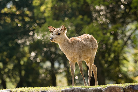 奈拉鹿吸引力动物观光毛皮旅行野生动物荒野绿色场地公园图片
