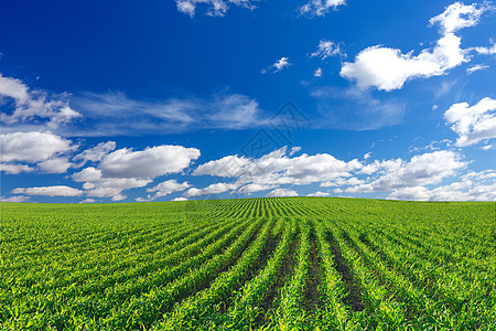 角字段美化农场玉米地天空绿化土地玉米园林地面场地图片