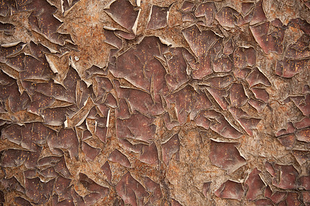 木板墙纸棕色硬木松树材料粮食地面乡村木材桌子图片