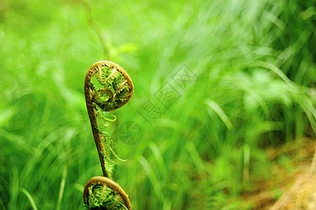 森林中的 Fern植物群生长花园热带蕨类阳光植物绿色雨林植物学图片