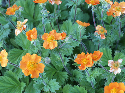 一堆鲜花大自然自然花朵橙花背景图片