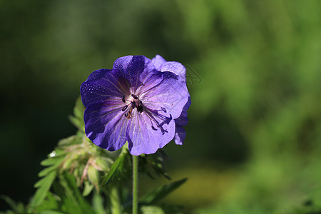 野生天竺葵花紫色叶子植物白色宏观活力植物群植物学花园粉色图片