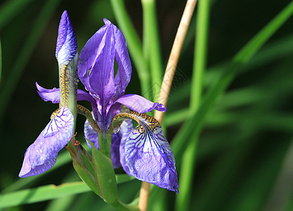 Iris 花植物群绿色叶子蓝色紫色花瓣花粉花园宏观植物学图片