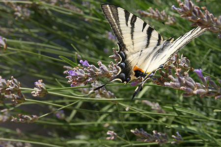 蝴蝶场地昆虫季节翅膀紫色植物绿色宏观花朵白色图片