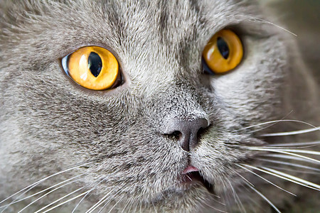黄色眼睛的猫肖像胡子动物蓝色条纹哺乳动物鬓角胡须宠物图片