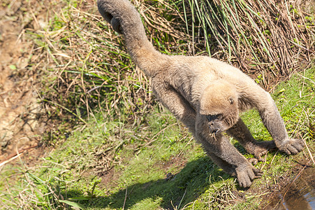 厄瓜多尔亚马逊河的坐在河岸上气候雨林野生动物哺乳动物野外动物宠物热带雨林毛猴灵长类热带图片