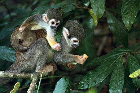 亚马孙雨林中的松鼠猴热带野生动物植物哺乳动物动物鼠属热带雨林森林濒危物种图片