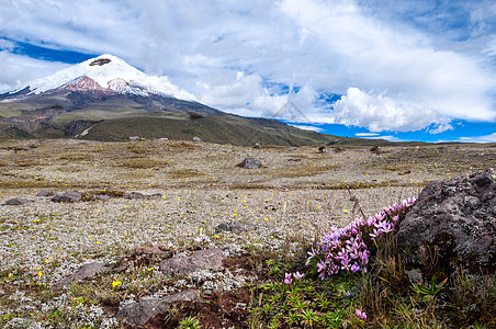 高原上方的科托帕西火山 覆盖着花朵图片