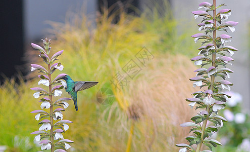 小蜂鸟靠近花朵 冰冻在它的翅膀上图片
