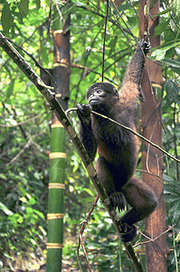 厄瓜多尔亚马逊河的坐在河岸上气候灵长类热带雨林宠物雨林流域哺乳动物热带毛猴旅行图片