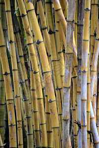 竹树植物木头绿色植物群叶子环境图片