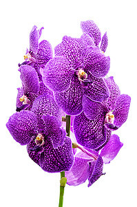 孤立的兰花花枝条栽培花坛紫色热带植物花头气候花园植物学图片
