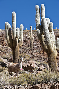 Lamas和Cacti 安第斯 帕索德贾马动物棕色羊驼高山乡村地区灰色牧场草原骆驼图片