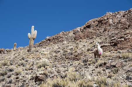 Lamas和Cacti 安第斯 帕索德贾马草原高山羊驼高原灰色动物农业地区植物乡村图片