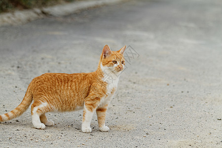 小猫荒野猫咪眼睛哺乳动物爪子捕食者胡须橙子鼻子宠物图片