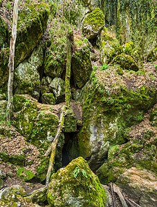 捷克国家自然遗产金河流域苔藓国家入口木头石头小路岩石盆地遗产洞穴图片
