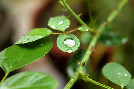 叶子上的露露雨滴反射花园液体环境草本植物书本生活飞沫宏观图片