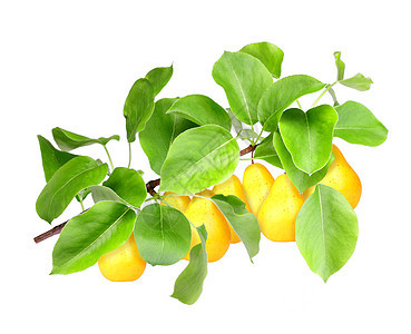 绿色树枝上的黄梨团体宏观工作室农场水果季节摄影橙子收获蔬菜图片