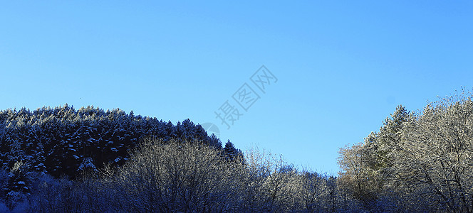 山上满是霜和积雪的树木高地框架气候旅行木头季节假期天空公园阳光图片