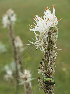 绿虫和百花花金属天线漏洞花园昆虫生物学生物荒野昆虫学眼睛图片