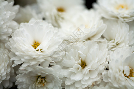 精美的特写艺术 鲜花郁金香美术花园奶油婚礼展示女性植物群宏观金子图片