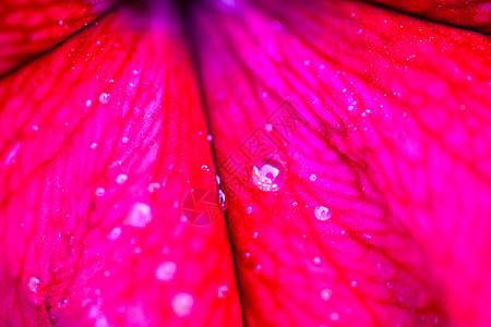 特写佩特尼亚花花瓣宏观雨滴花园花期场地国家草地季节植被图片