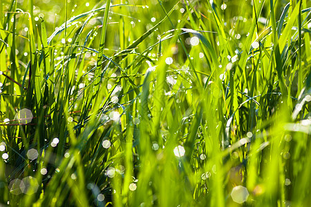 在绿草上落下雨滴微光刀刃植物光泽叶子反射水分草药植物群图片