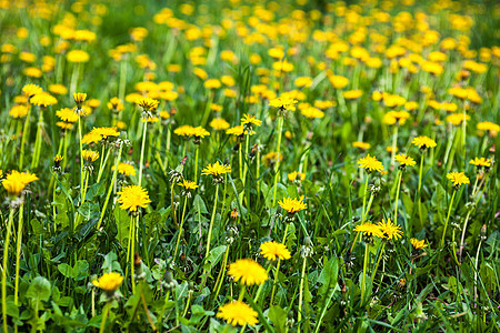 草地上有很多繁华的黄色花朵场地生长草药草本植物草原国家花期野花花园荒野图片