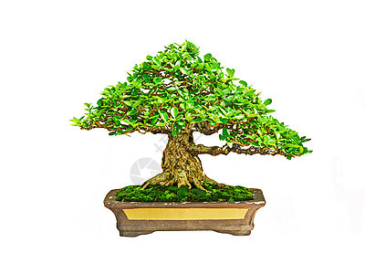 Bonsai树盆栽制品树林树叶矮人衬套绿色植物曲线灌木背景图片