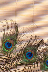 孔雀的美丽羽毛热带金子宏观风格蓝色小地毯尾巴野生动物动物装饰图片