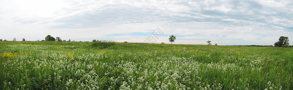 夏季草原上的野花乡村场地草地地平线农业天空生态植物花朵图片