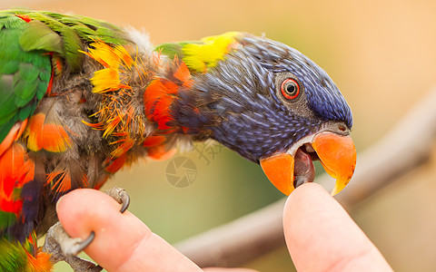 澳大利亚彩虹Lorikeet懒猴鹦鹉果汁植物野生动物手指生物鸟类植物学生物学图片