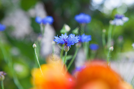 田间花岗花图片