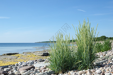 平坦和平板岩石海岸的绿草图片