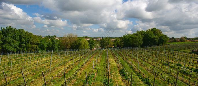 阳光下的葡萄园蓝色水果农业日落美丽生产植物食物农场旅游图片