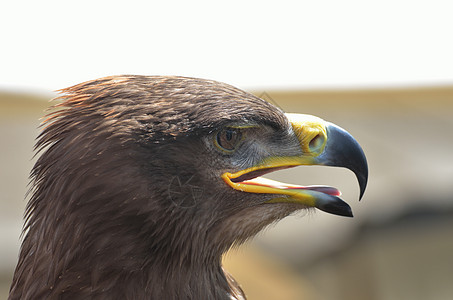 鹰头荒野棕色羽毛野生动物猎鹰猎物眼睛黄色图片