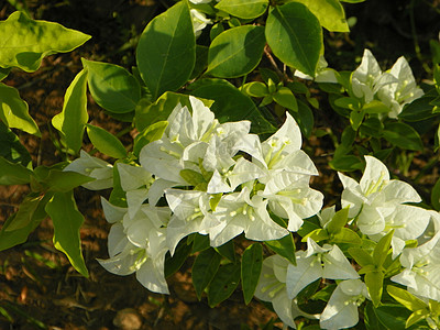 纸花花图案花瓣植物科纸花植物植物学花卉花朵植物群图片