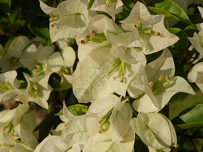 纸花花纸花花朵植物学植物图案植物科植物群花卉花瓣图片