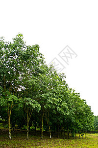 泰国橡胶树的行数森林生长种植园树木植物热带丛林绿色植物群乳胶图片