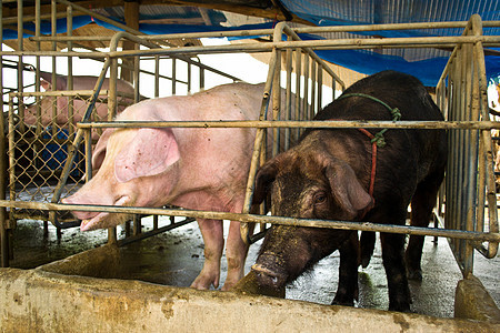 传统农场的猪动物小猪乡村稻草农业猪肉哺乳动物团体家畜鼻子图片