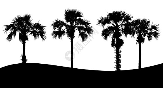 白色背景上的树轮尾图集松树艺术黑色桦木剪影植物插图叶子木头收藏图片