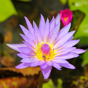 莲花花池塘百合植物美丽公园荷花叶子花园绿色黄色图片