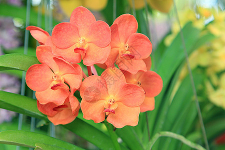 橙兰花兰植物学植物群装饰风格农场植物热带兰花花瓣花园图片