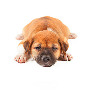 小狗狗在说谎毛皮工作室动物褐色哺乳动物睡眠头发犬类小狗棕色图片