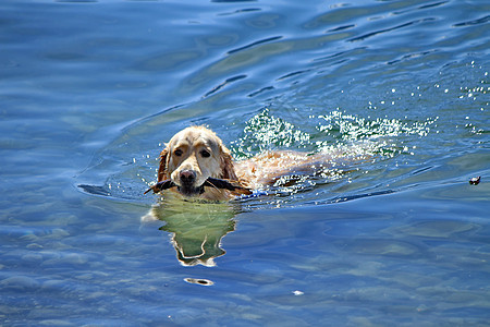 拉布拉多狗在水中玩棍子图片
