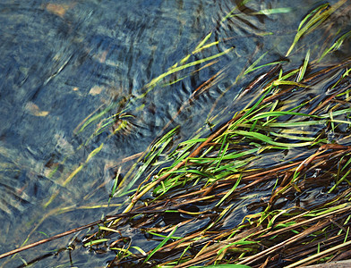 水中的草绿色叶子生长环境地球白色水电植物蓝色湿地图片