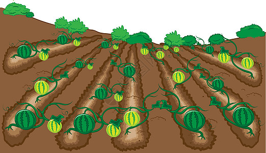西瓜水果矢量插图卡通画图片