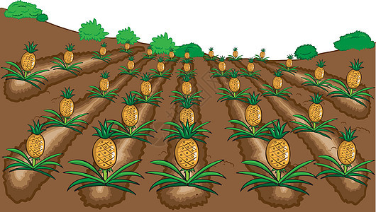 菠萝水果矢量插图卡通画背景图片