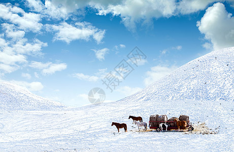 马在雪覆盖的田地上出马农场场地干草白色小马晴天蓝色天空马术牧场图片