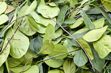 Asia市场背景的绿色鲜绿 betel 树叶图片